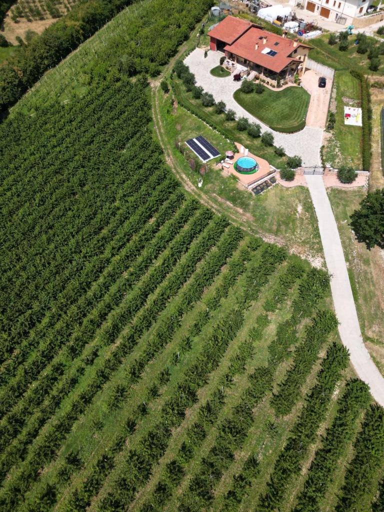 La Collina dei Ciliegi photo 1
