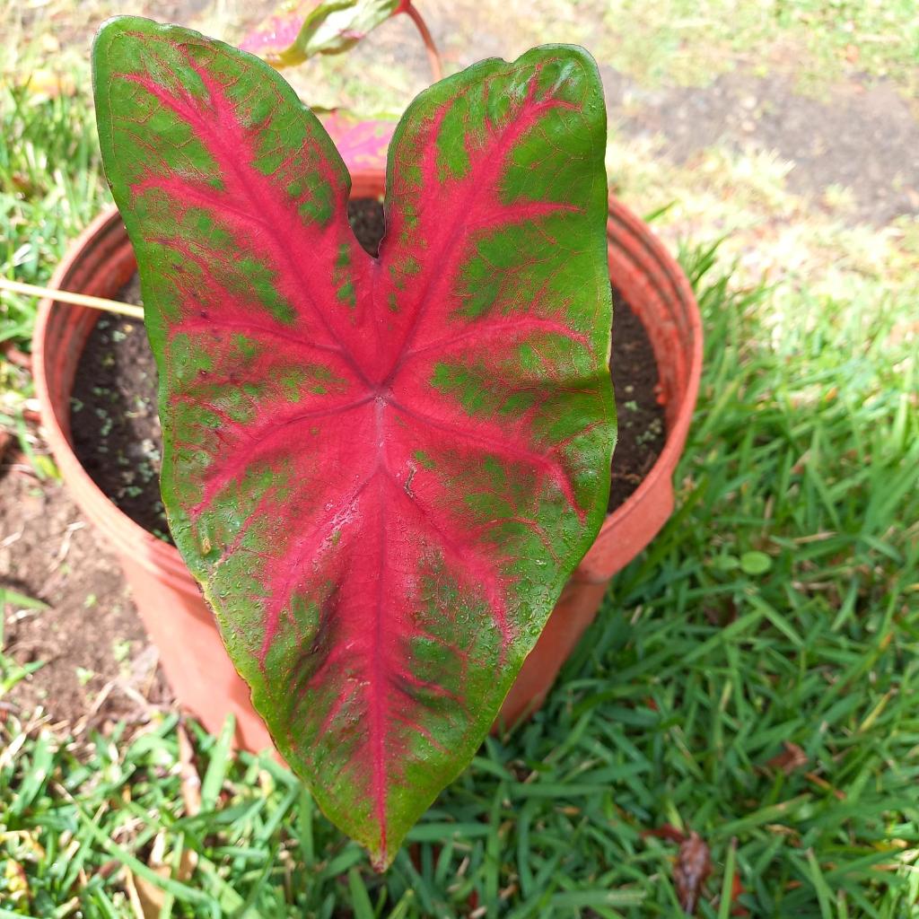 Monteverde Romantic Cottage photo 4