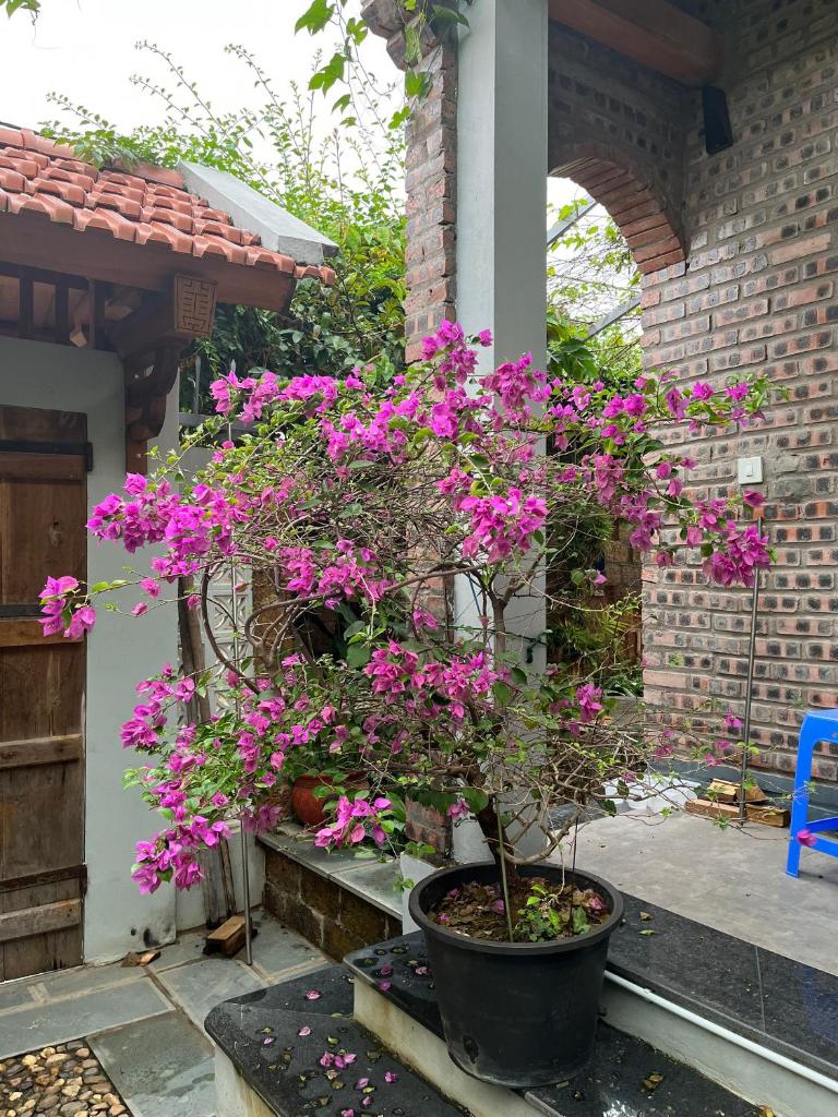 Homestay làng cổ Đường Lâm