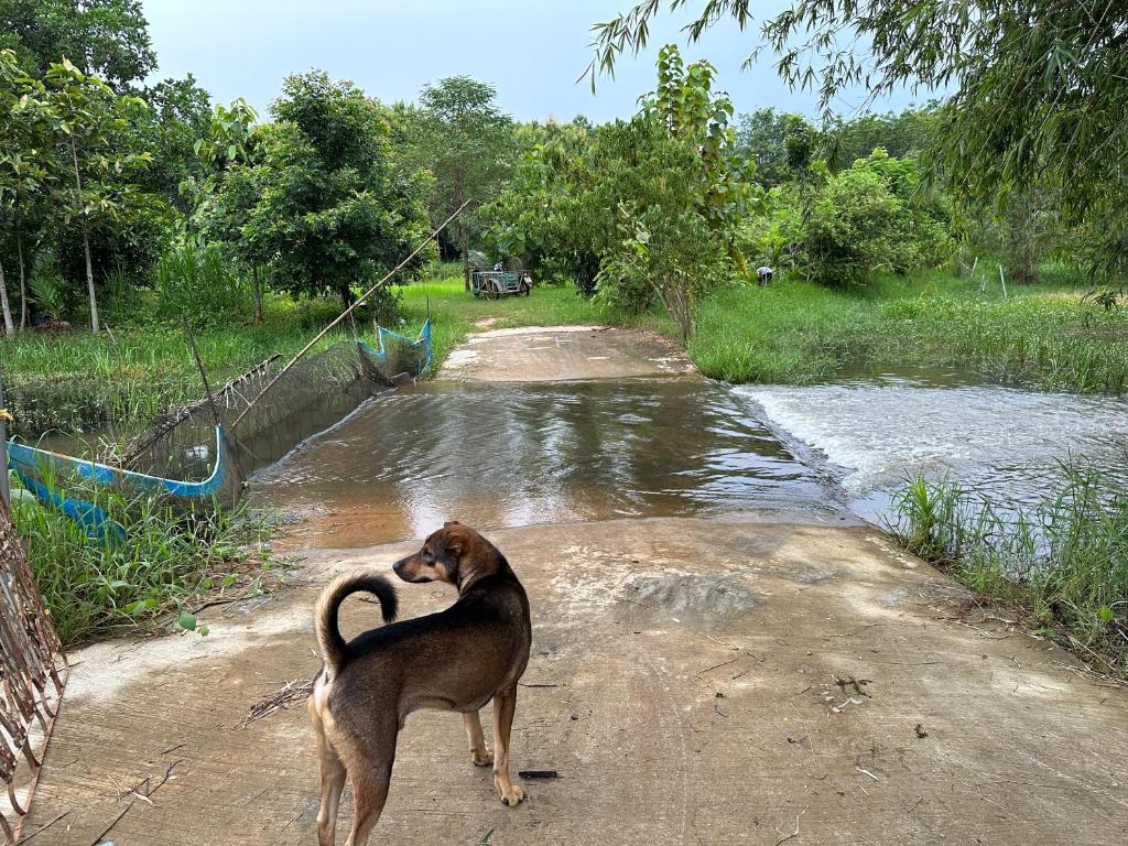 ผาน้ำย้อยอะไหล่เบนซ์ Homestay photo 2