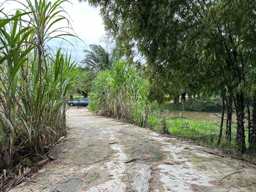 ผาน้ำย้อยอะไหล่เบนซ์ Homestay photo 4
