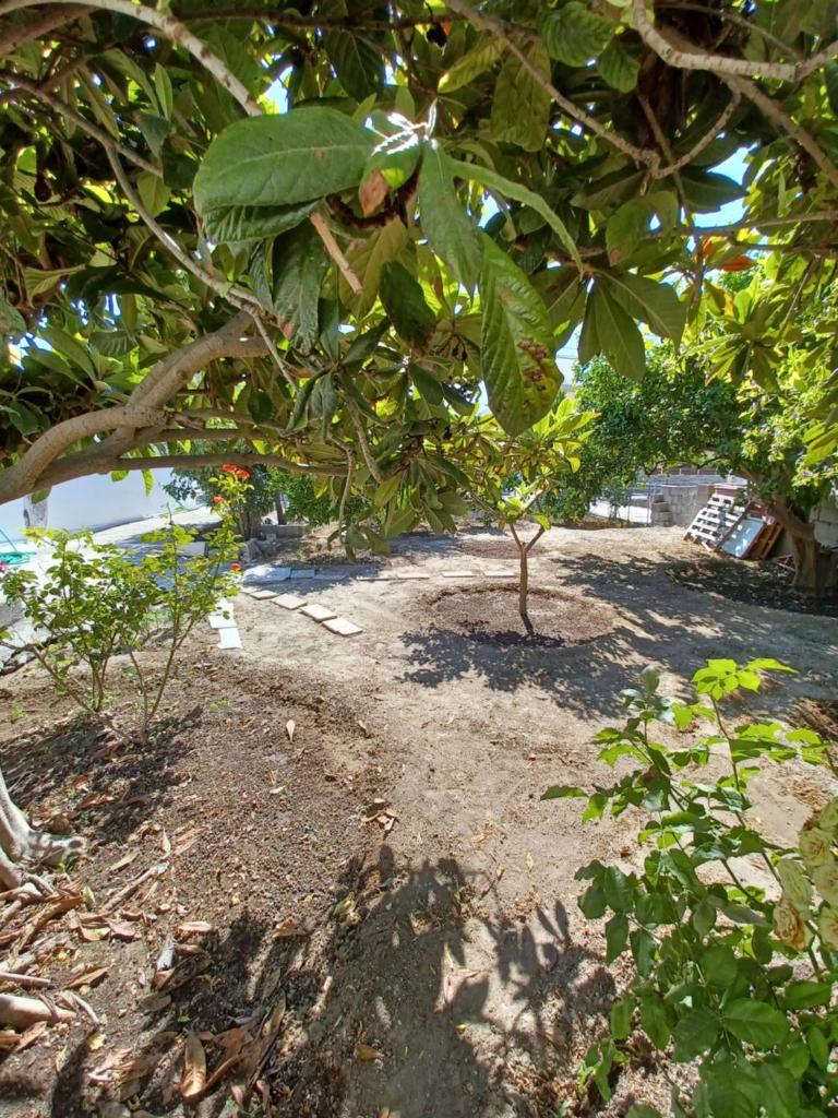Pension Annoula photo 2