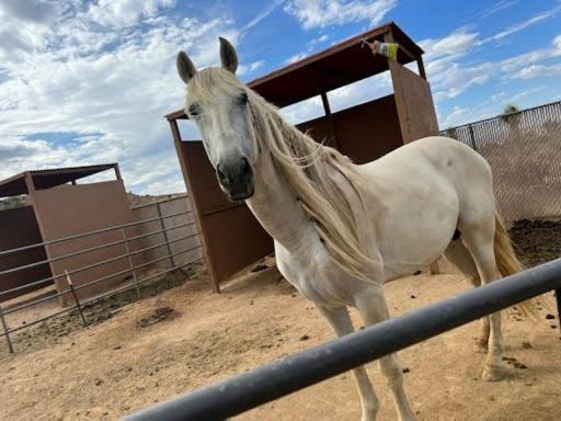 Countryside Spanish Hacienda with Spa, Horses, Views photo 1