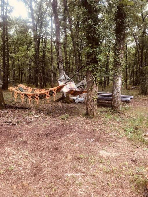 Appartement en pleine forêt photo 2