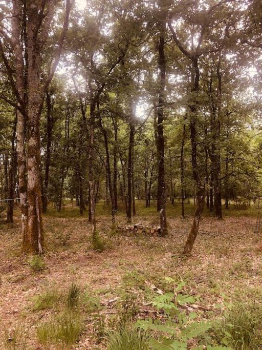 Appartement en pleine forêt photo 3