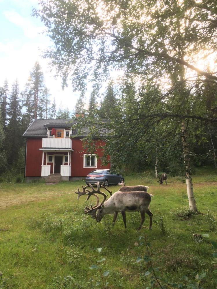 Sågen - Great wildlife, no neighbours, large house photo 1