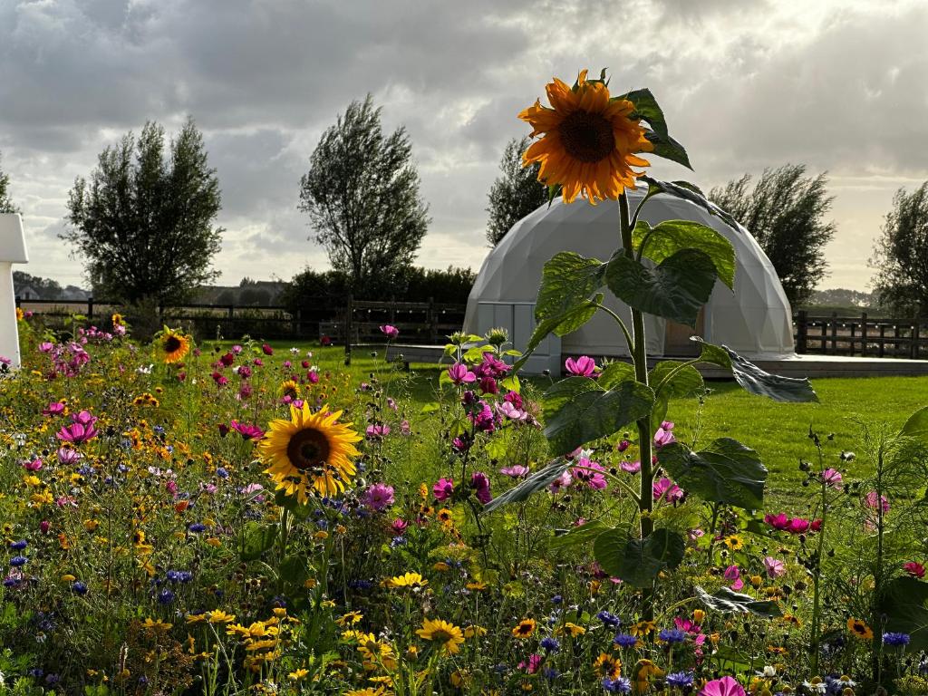 ID Glamping De Coude Scheure photo 4
