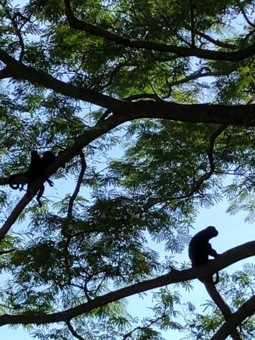Puntita Manzanillo, fantastic sea and jungle retreat photo 4