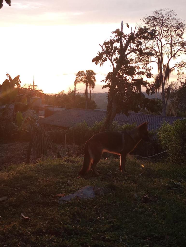 Los Laureles