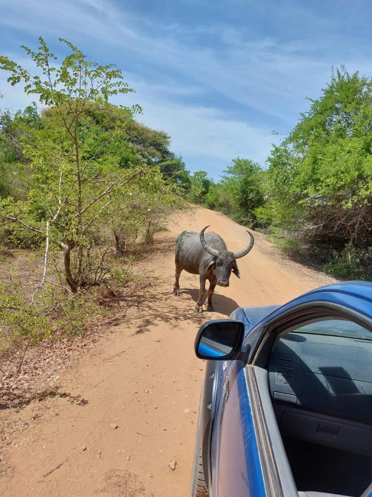 Suduweli Beauties of Nature - Yala photo 3