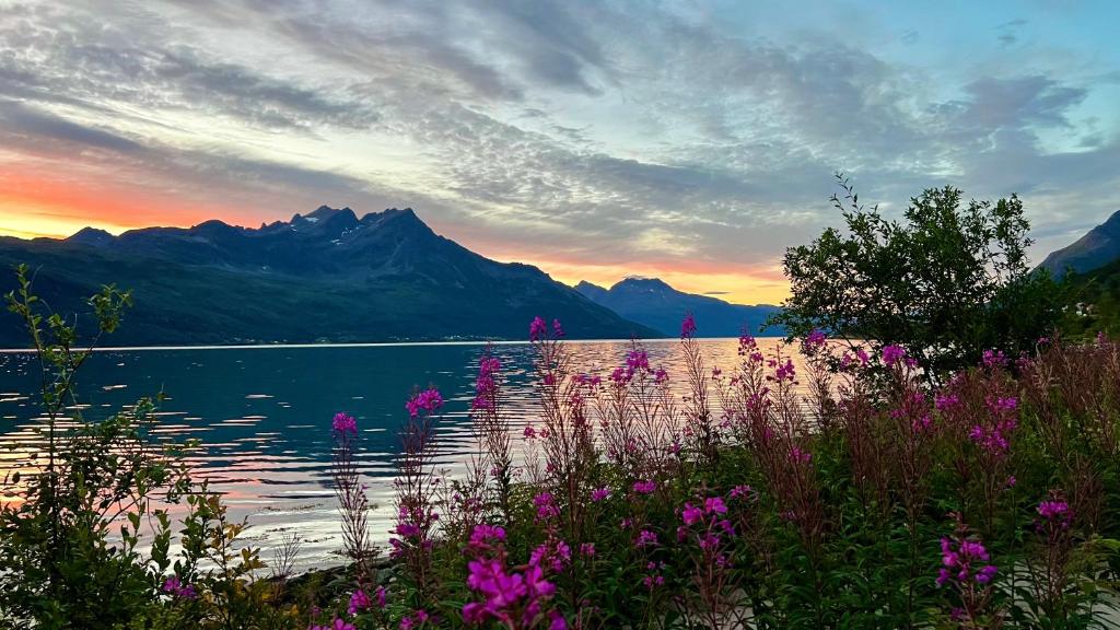 Norwegian Dream photo 4