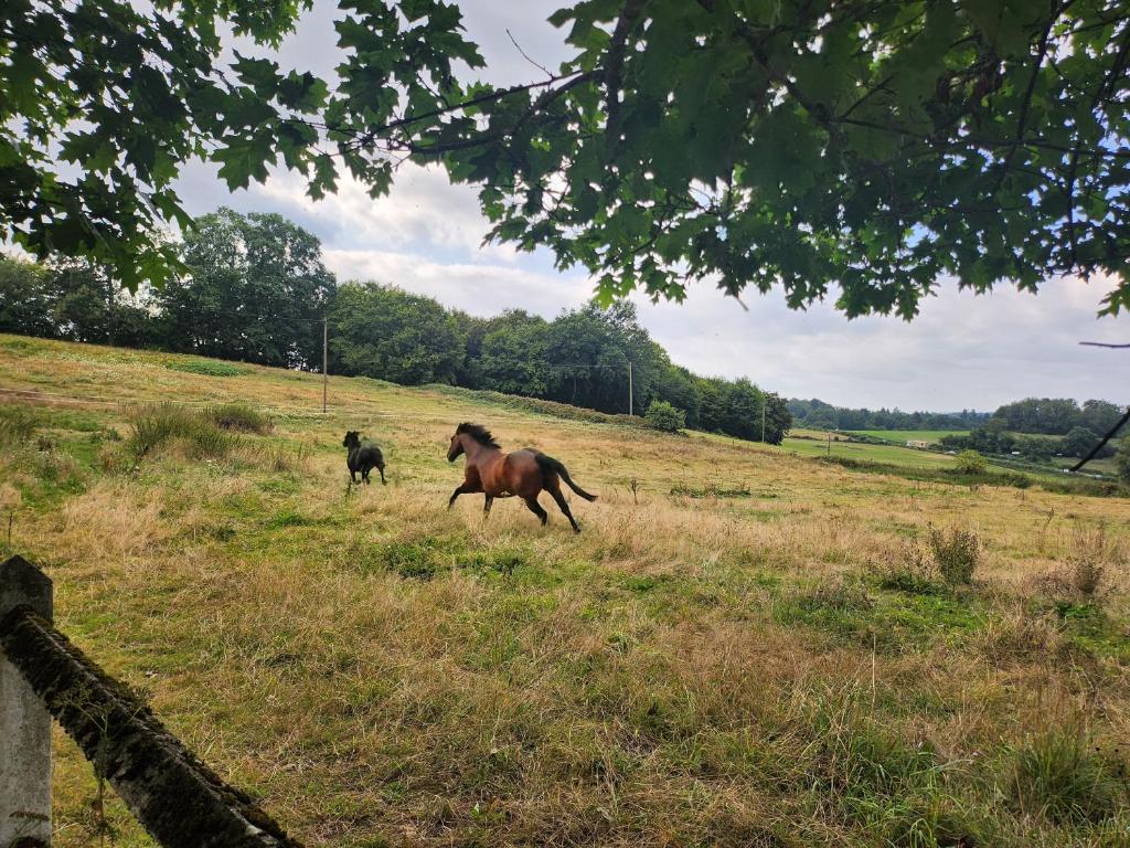 Longere du cheval noir photo 3