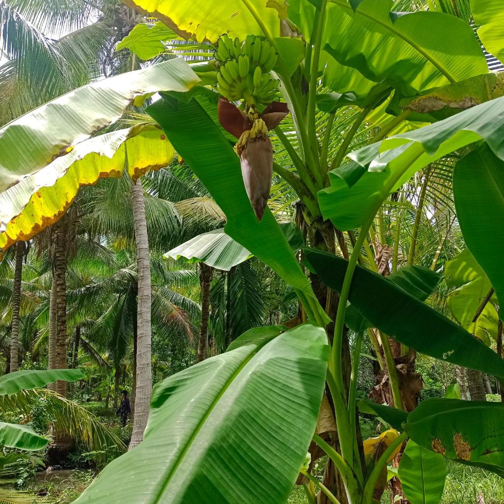 Yên Yên Farm - Tiệm nhà 2Yên photo 1