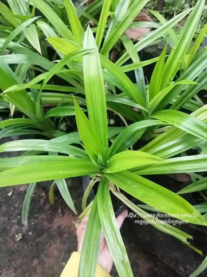 Yên Yên Farm - Tiệm nhà 2Yên photo 2