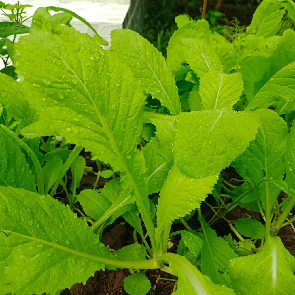 Yên Yên Farm - Tiệm nhà 2Yên photo 4