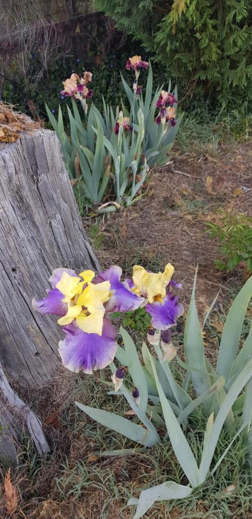 Ashmore Park photo 1