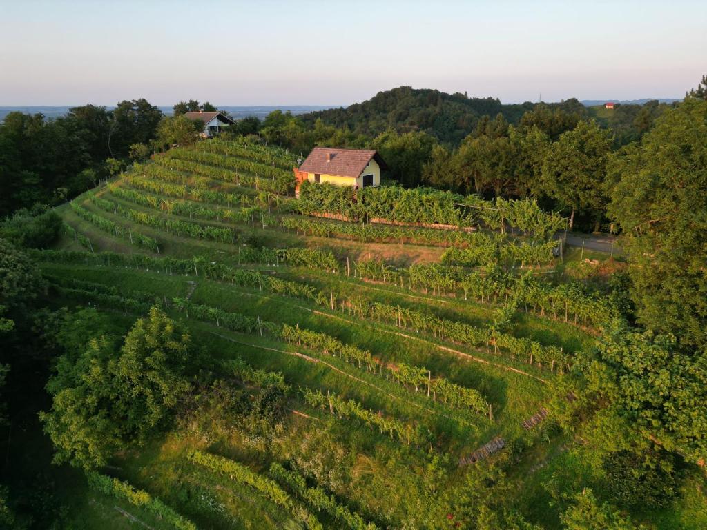 Adorable guesthouse in the middle of vineyards photo 1