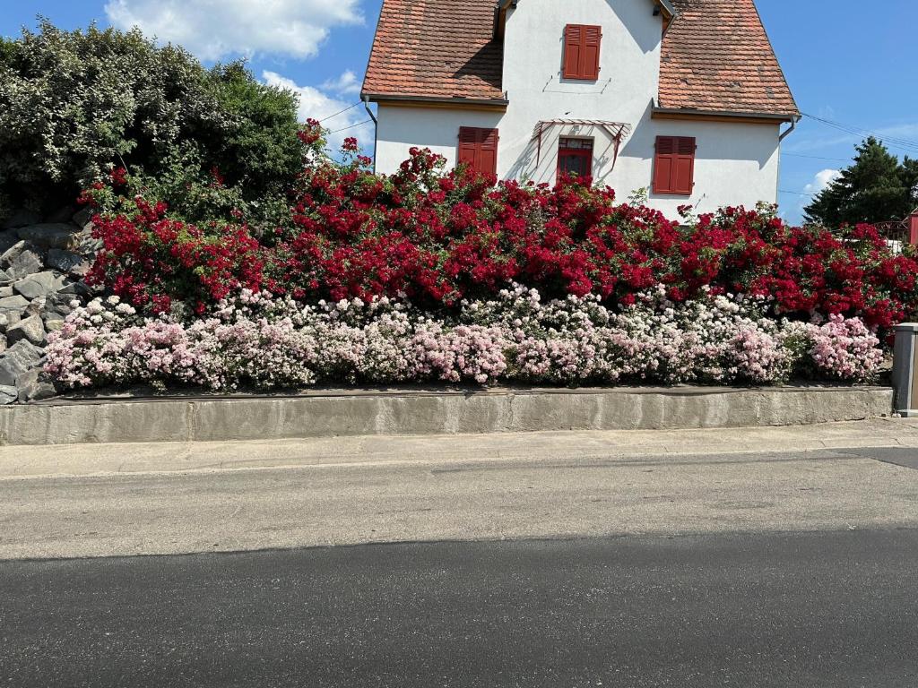 Au parfum des roses photo 2
