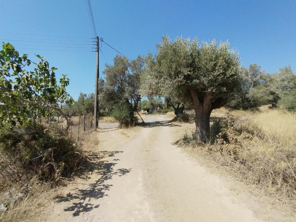 Costas' Farmhouse, Pallini, Near Athens Airport photo 3