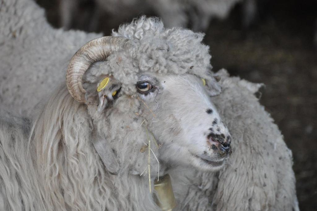 Vakantiehuis 't Verloren Schaap Damme photo 3