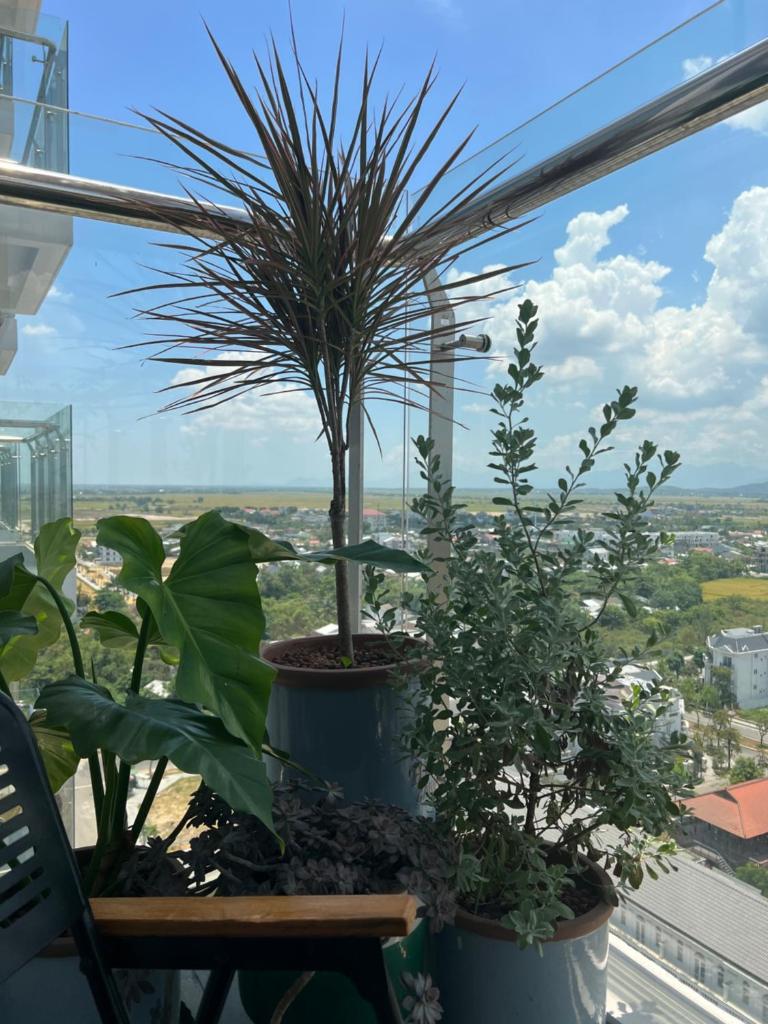 Chi Homestay Nera Garden Huế