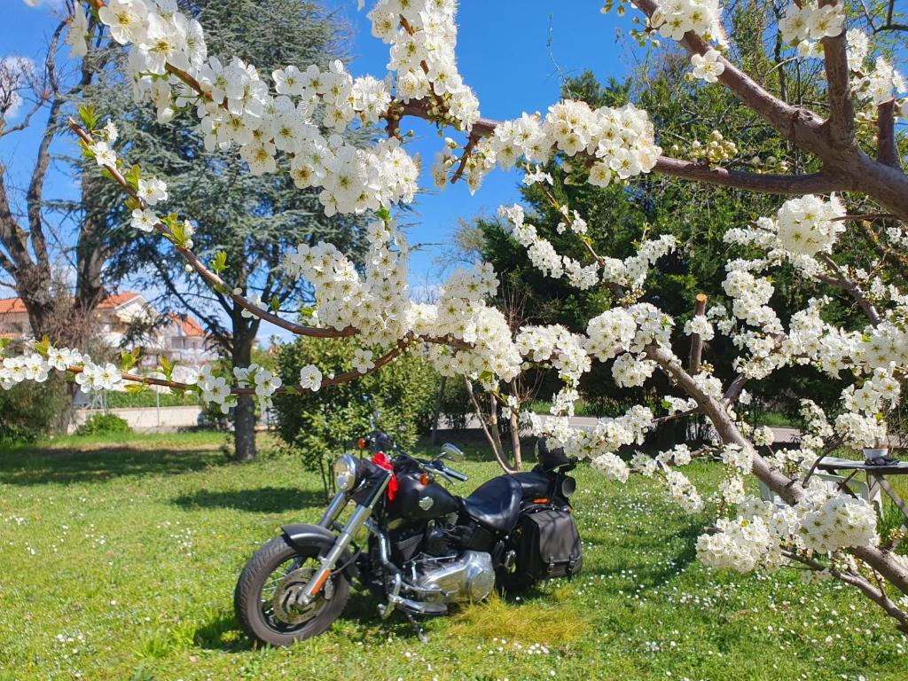 OAK TREE 114 BnB photo 2