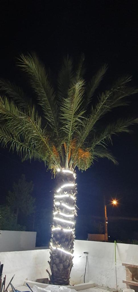 APARTAMENTOS LA PALMERA