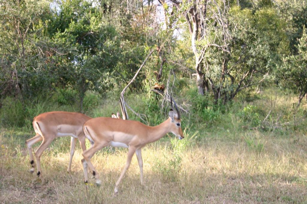 Room in Villa - Zambezi Family Lodge - Buffalo Room photo 2
