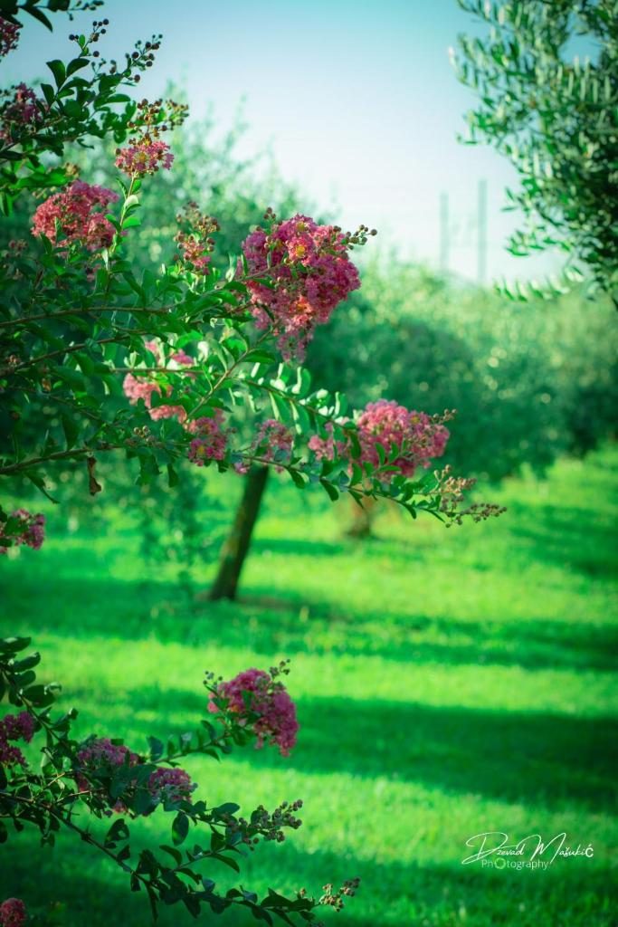 Agriturismo Olistella photo 1