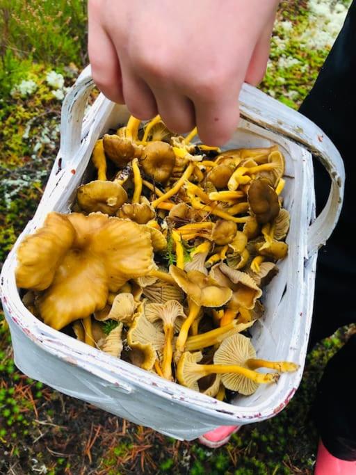 Tilava ja rauhallinen huvila mukavuuksilla photo 1