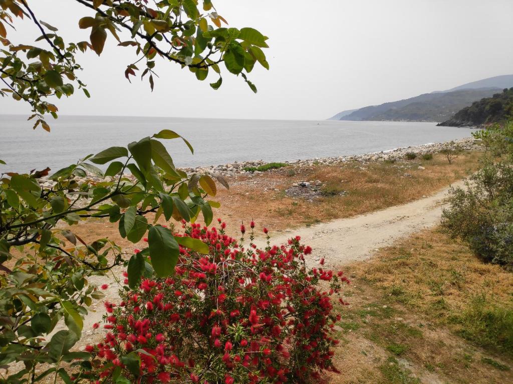 Lemongarden by the sea photo 1