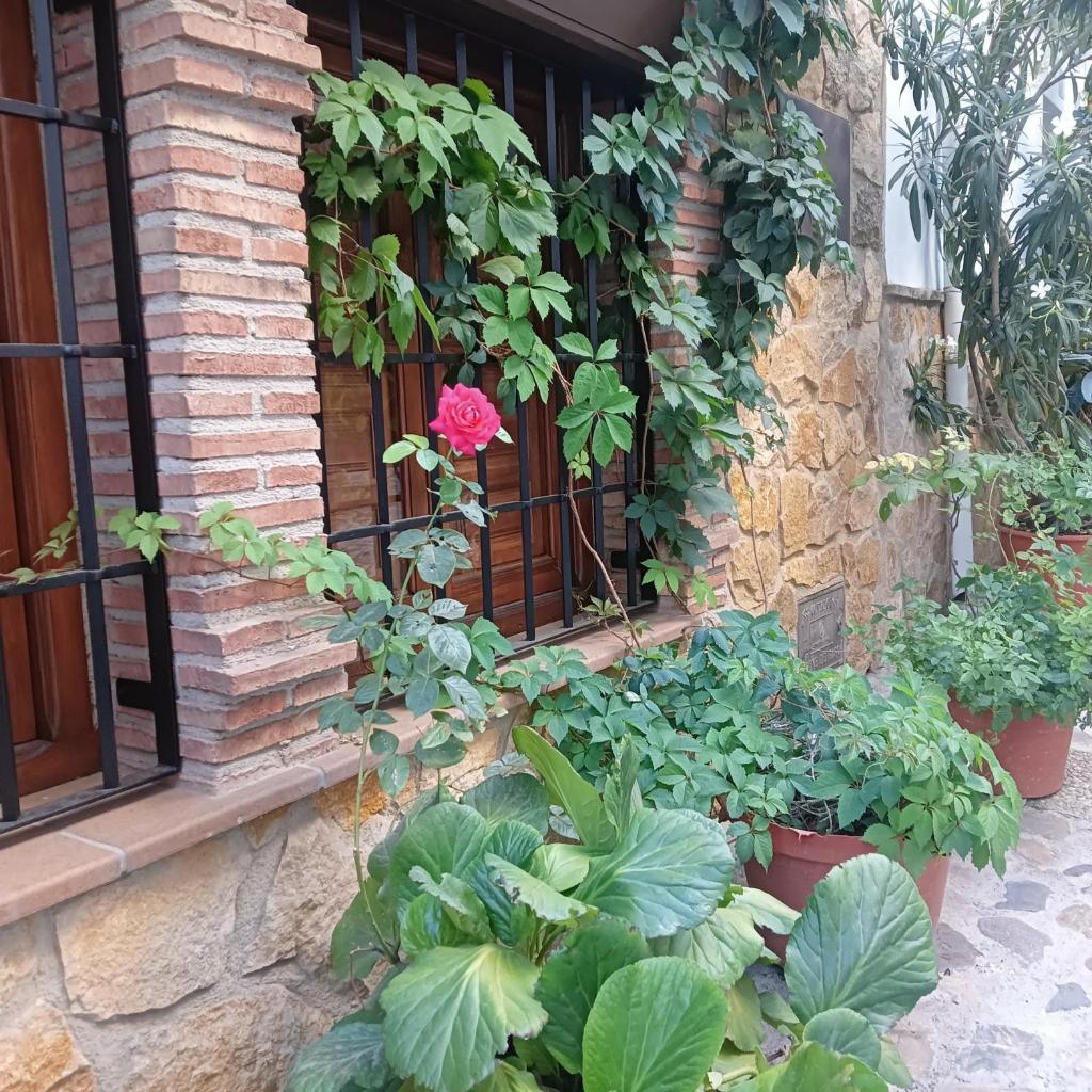 Casa Rural Los Girasoles photo 2