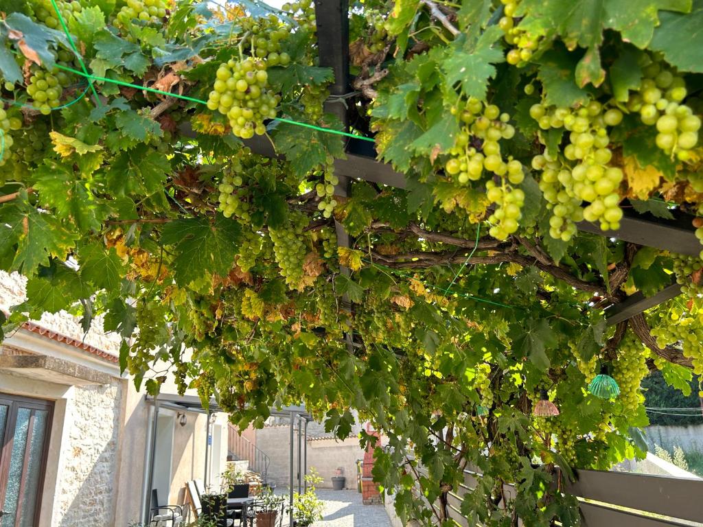 Farfalle di Valle photo 2