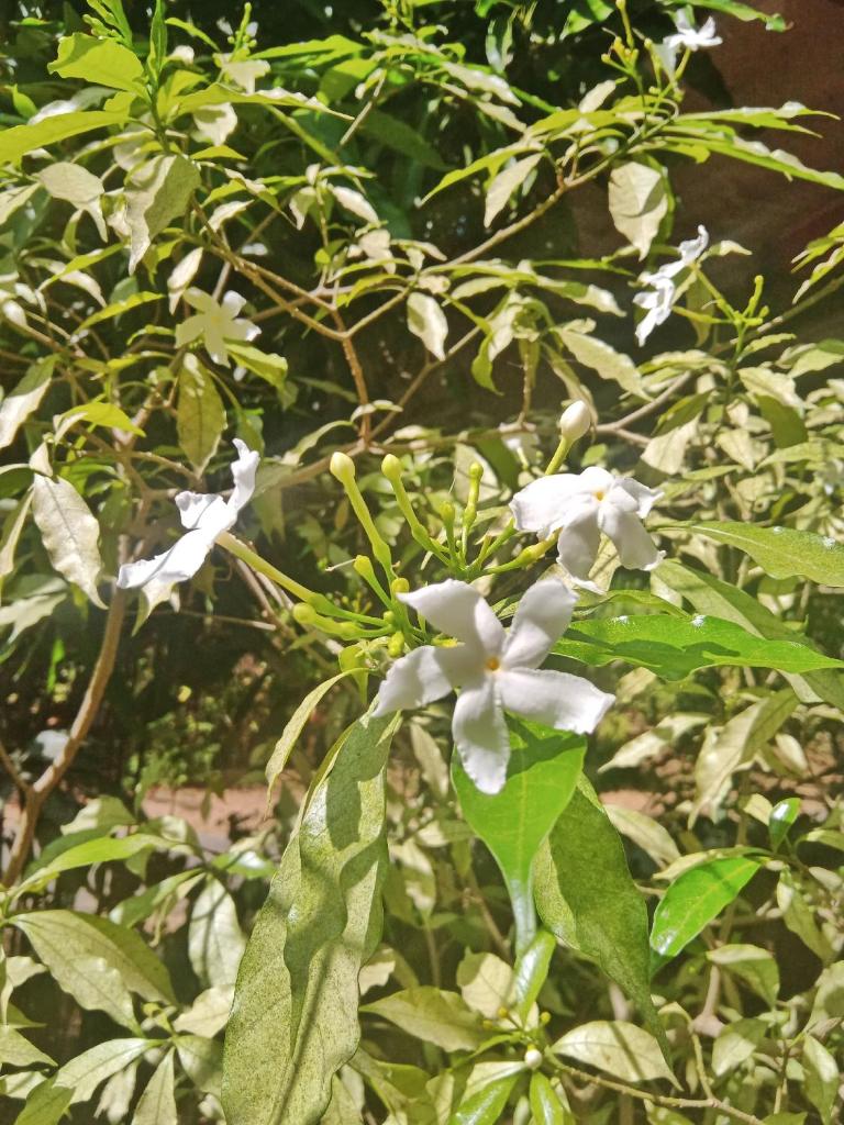 Carpe Jasmine House photo 1