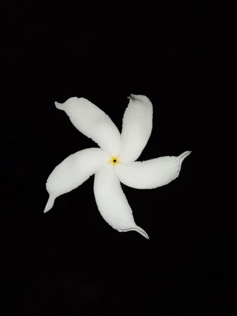 Carpe Jasmine House photo 2
