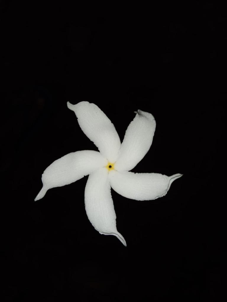 Carpe Jasmine House photo 4