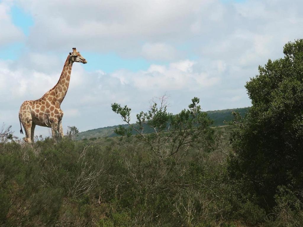 Umbono Private Game Lodge photo 3