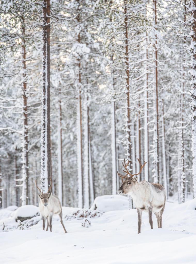 Ranua Haistila Retreat with Elegant Views & Sauna near Rovaniemi - Tap to explore photos