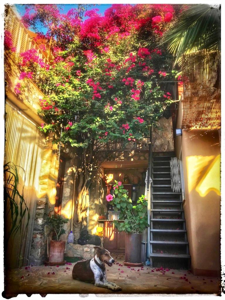 Tinyhouse im Patio einer romantischen Finca photo 3