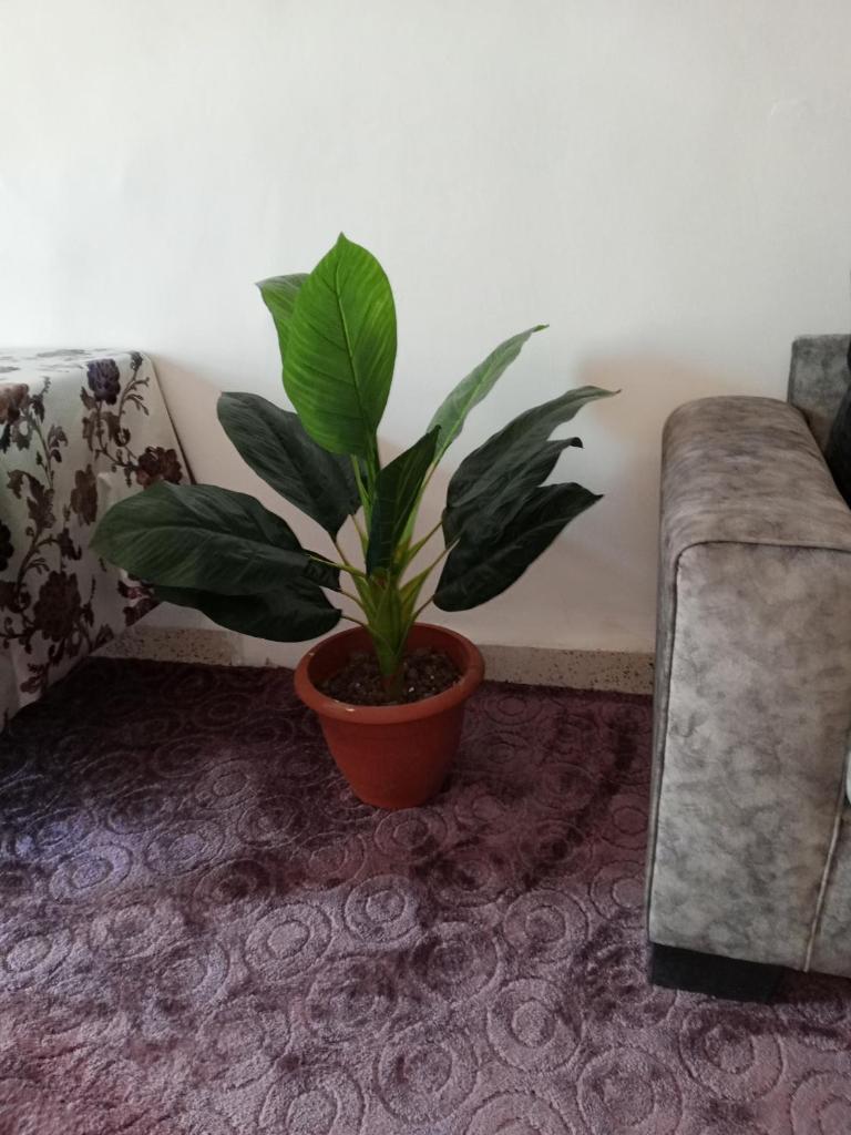 petra sun apartment photo 3