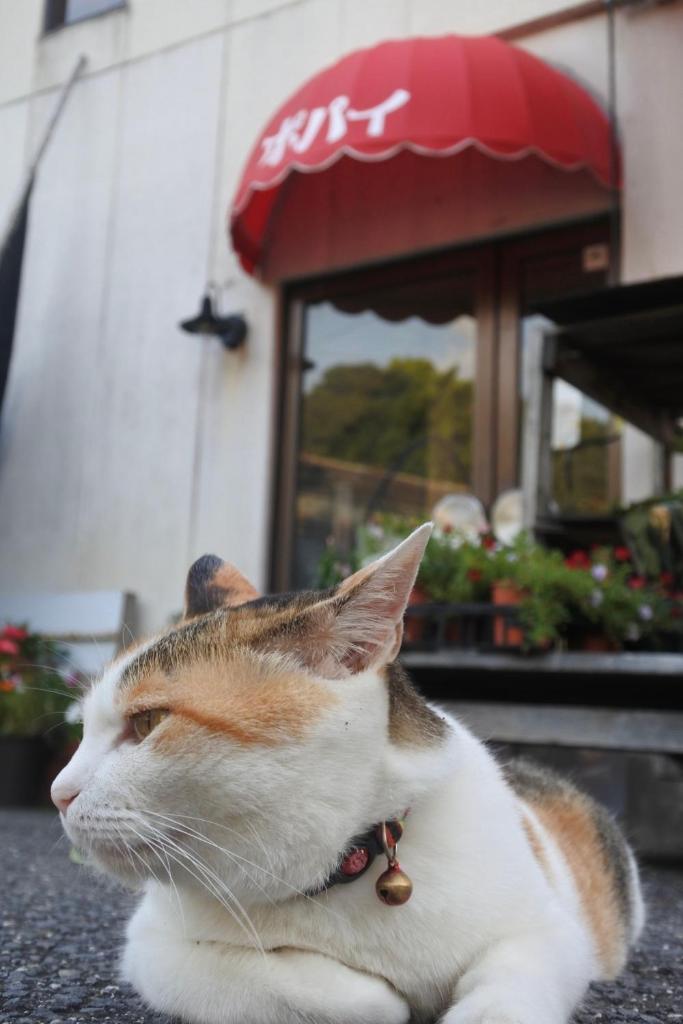海に恋する泊まれる喫茶店 ポパイ photo 4