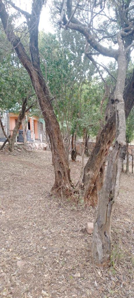 Mara bush house photo 3