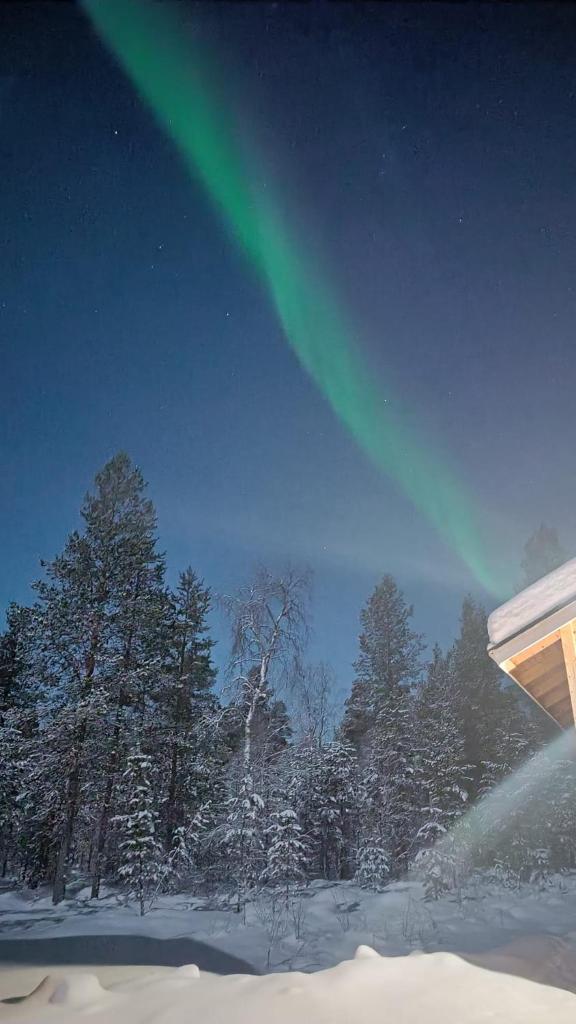 Hallahaukka photo 2