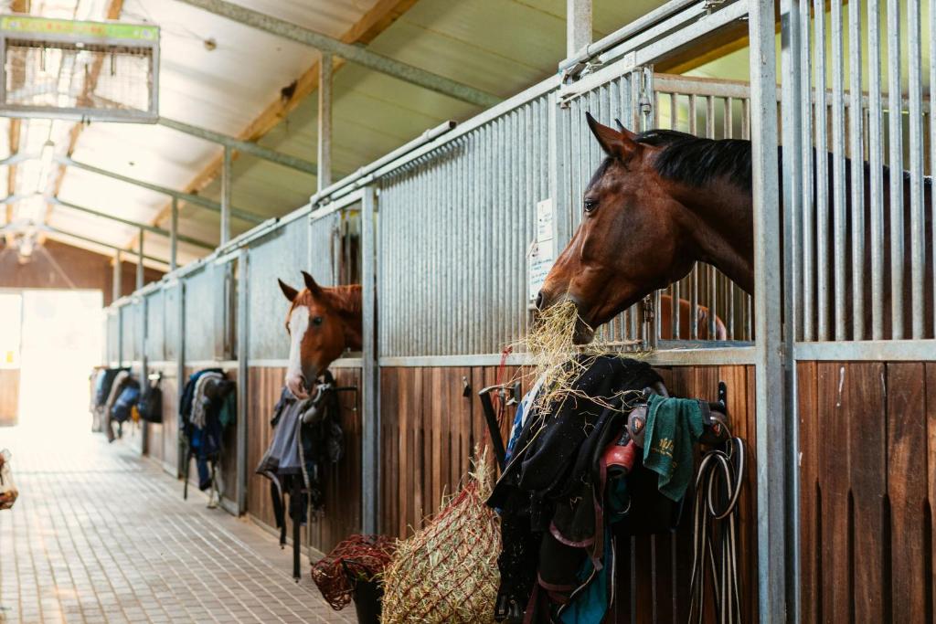 Caravans Camping in Young Riders School photo 2