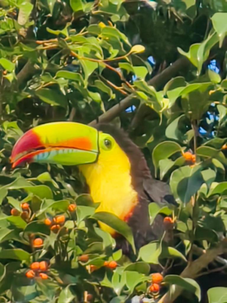 Come enjoy caribe pura vida photo 2