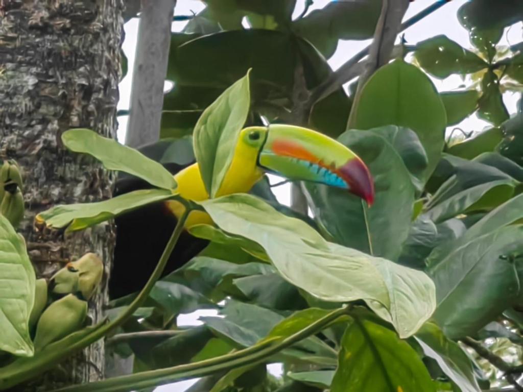 Come enjoy caribe pura vida photo 4