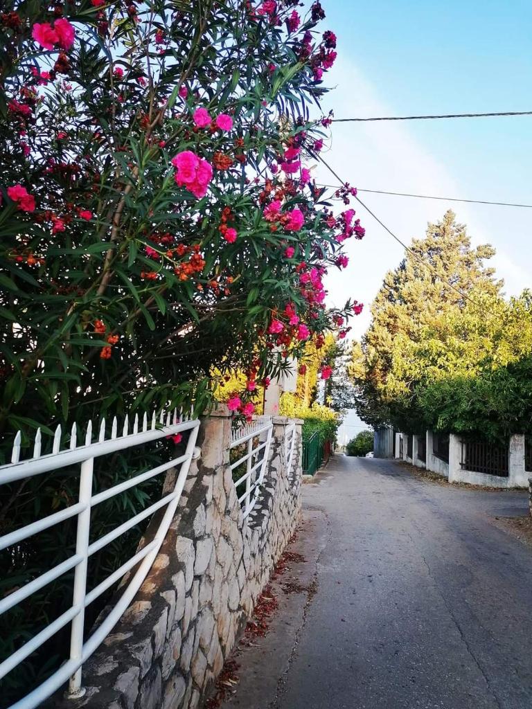 Apartmani LJUBICA photo 1