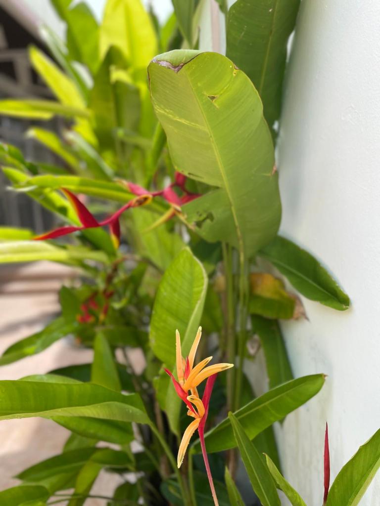 Lotus House photo 1