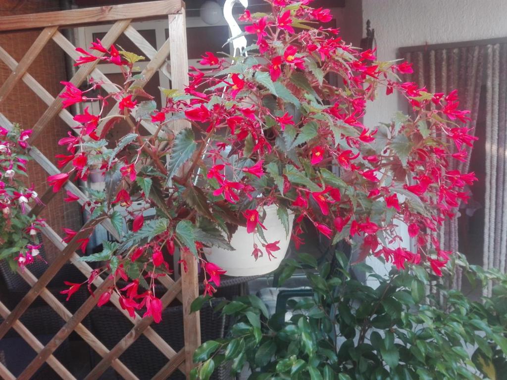 Dalmati house photo 4