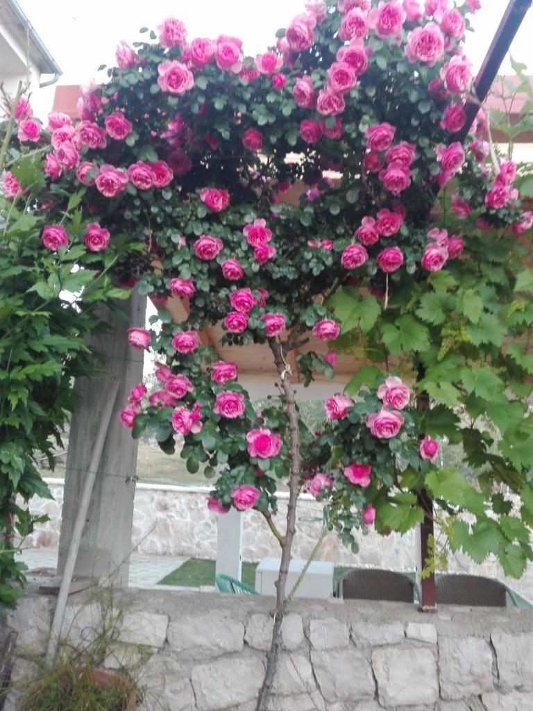 Dalmati house photo 3